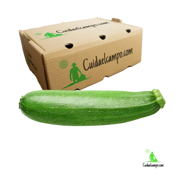 calabacín