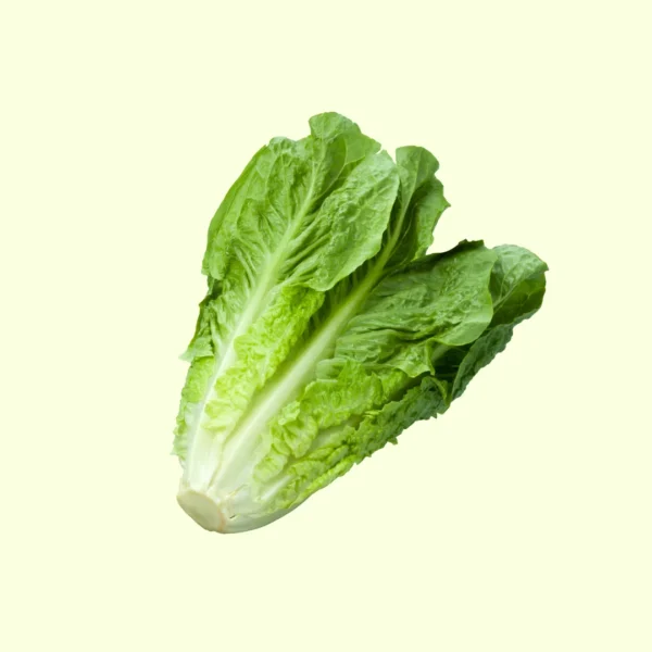 lechuga